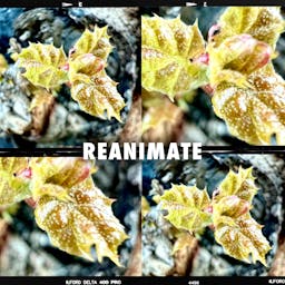 Reanimate album artwork